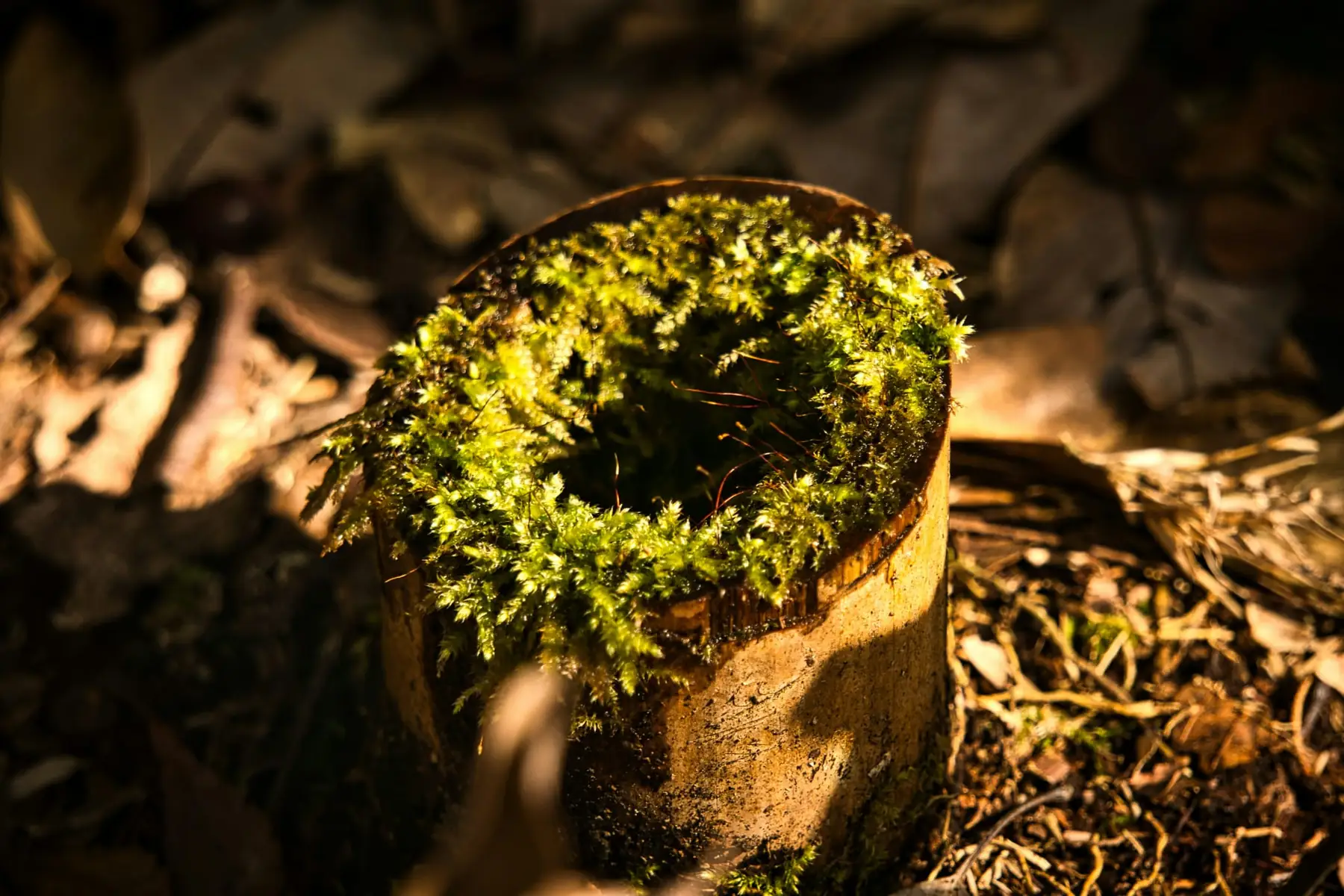 Textură de mușchi verde, prim-plan