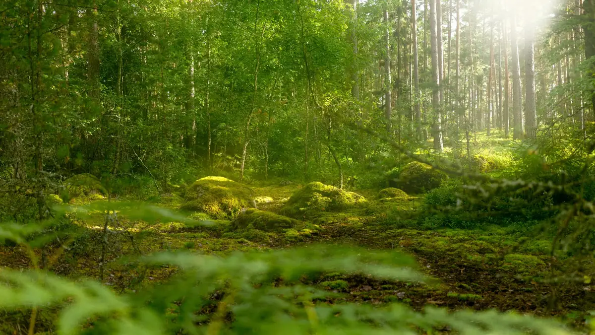 Poiană luminoasă în pădure, cu iarbă și trunchiuri de copaci