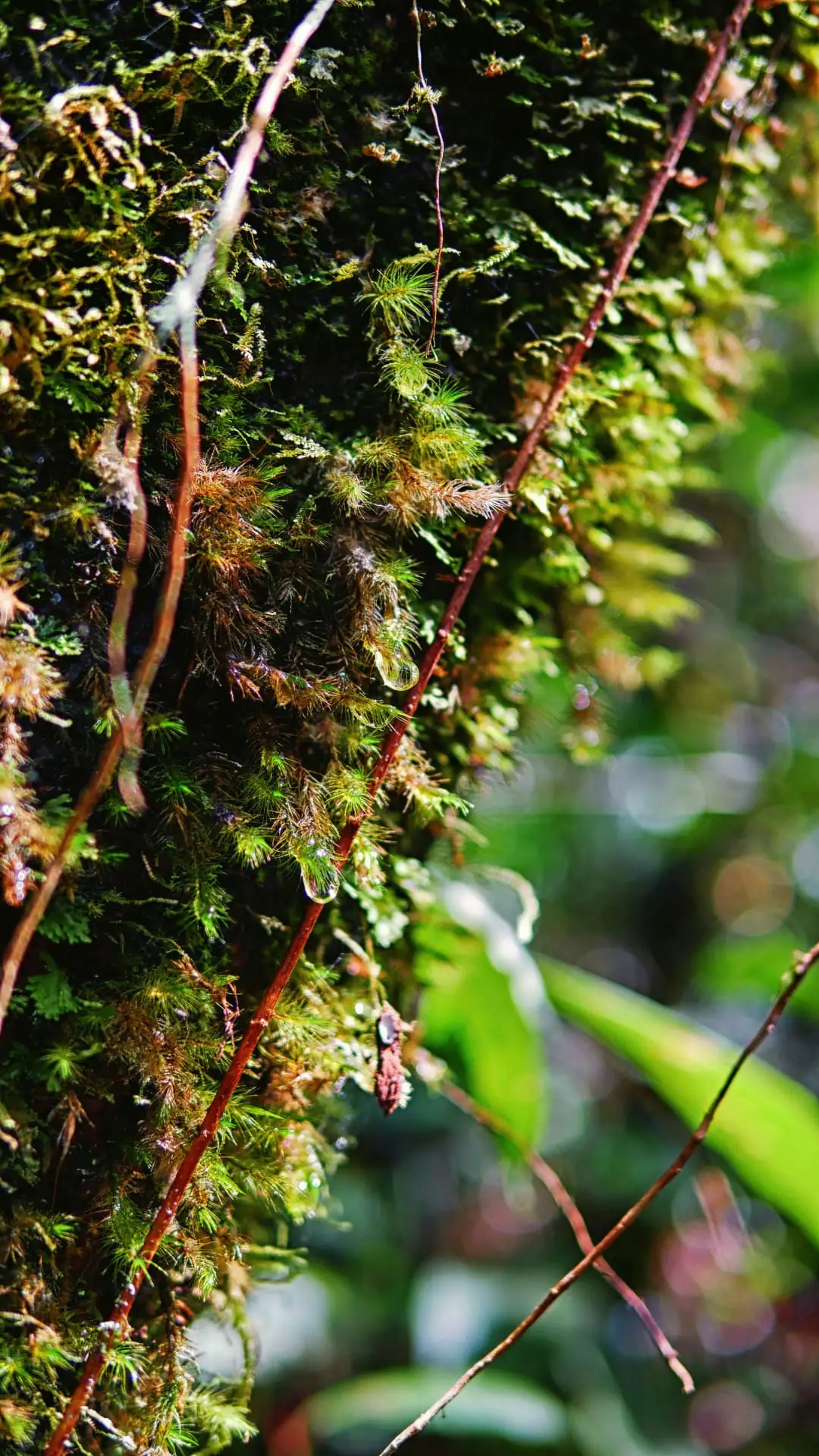 Scrisori din spațiul MOSS — peisaj de pădure
